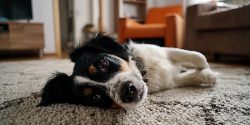 Jak odświeżyć dywan po psie?